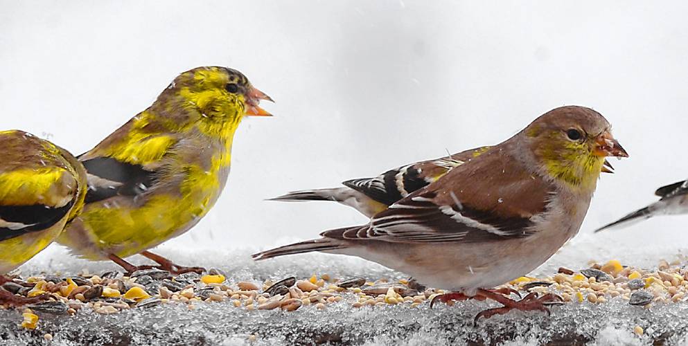 On a snowy April morning, I captured this photo of American Goldfinches feeding on the railing of my deck. The two birds on the left are adult males who are beginning to molt into their yellow breeding plumage. To the right is an adult female in her gray plumage.