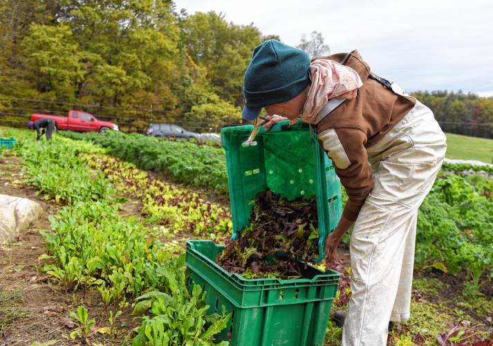 Rachel Foley, an apprentices at Natural Roots Farm in Conway, harvests Lettuce, at Hart Farm. Hart Farm donates food to Natural Roots who distribute it to their CSA customers after the flood ruined Natural Roots crops.