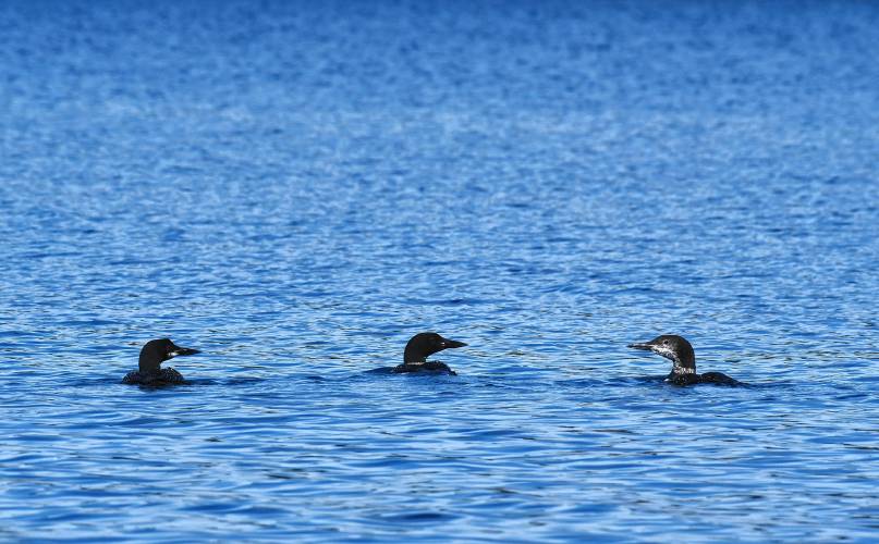 Two adult and one immature loons surface between dives in the Quabbin Reservoir near Gate 31 in New Salem.