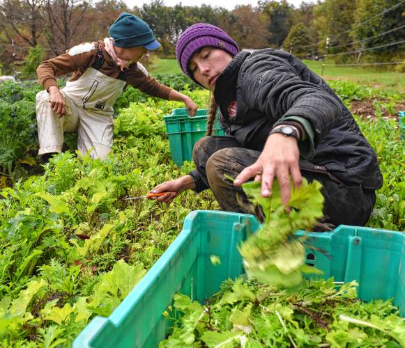 Rachel Foley and Isadora Harper, apprentices at Natural Roots Farm in Conway, harvest lettuce, arugula and other green at Hart Farm, which donates crops to Natural Roots for CSA distribution after July flooding ruined Natural Roots’ crops.
