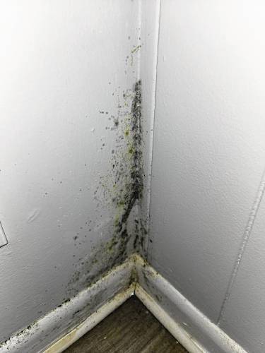 Mold pictured at Cliffside Apartments in Sunderland.