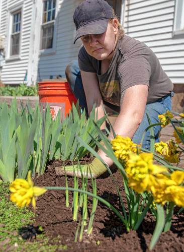 Jade Tarris, an employee of Gwen’s Gardening, spreads compost and soil around irises next to some daffodils at Wagner Wood in Amherst. Spring temperatures appear to be here to stay; see complete forecast, A2.
