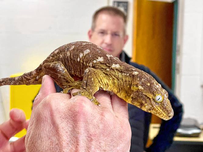 A New Caledonian gecko named Ginger, who is part of the Geckskin™ research team at UMass Amherst, giving a tour to Hitchcock Center staff with Duncan Irschick, integrative biologist and head of the Irschick Lab.