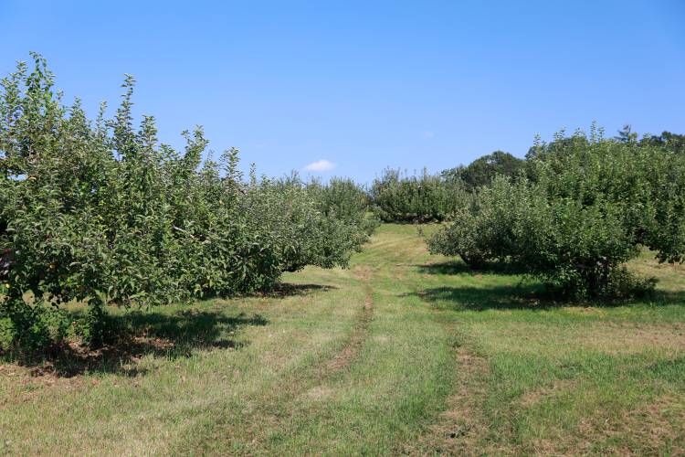 Apple trees in the lower elevations at Bashista Orchards in Southampton suffered heavy damage and crop loss by a hard frost in May affecting the pick-your-own apples.
