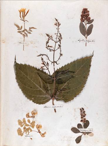 A page from Emily Dickinson’s herbarium. 