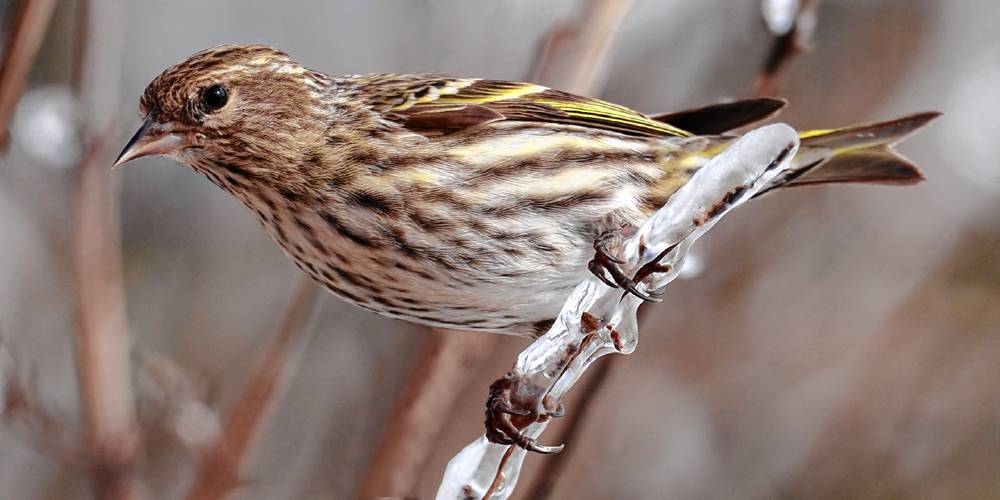 This Pine Siskin, hiding among the goldfinches at my feeders, turned out to represent species #38 on my March list; shattering the old record.