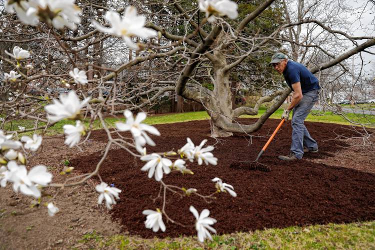 Tom Clark, director of the Mount Holyoke College Botanic Garden, puts down a fresh layer of composted wood chip mulch around the base of a Willow-Leafed Magnolia tree on campus Wednesday afternoon in South Hadley.