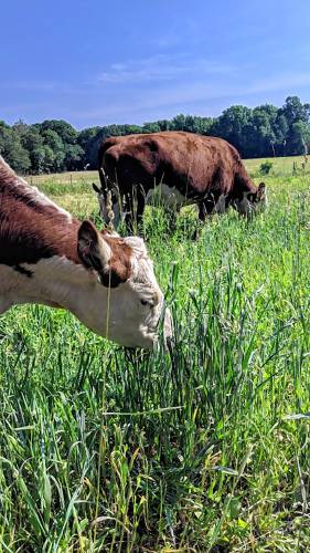 Cattle graze on lush pastures at Gwydyr Farm in Southampton.