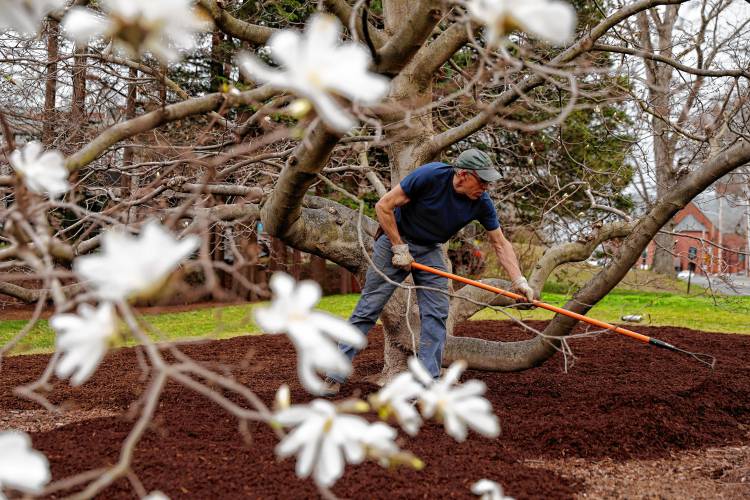 Tom Clark, director of the Mount Holyoke College Botanic Garden, puts down a fresh layer of composted wood chip mulch around the base of a Willow-Leafed Magnolia tree on campus Wednesday afternoon in South Hadley.
