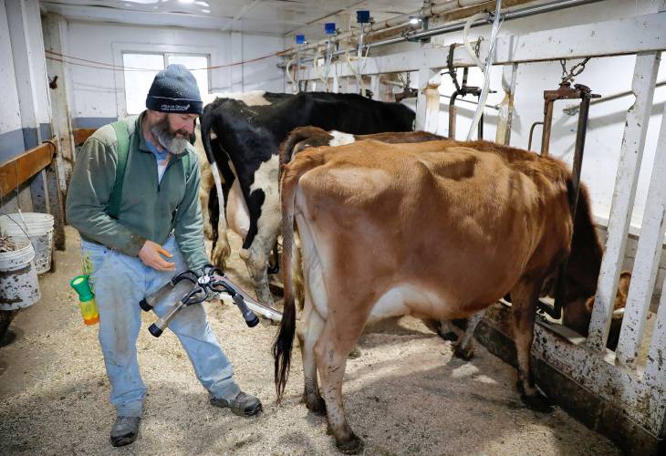 Ed O’Brien hooks up Nubbs the jersey cow to be milked Tuesday afternoon at O’Brien Farm in Orange.