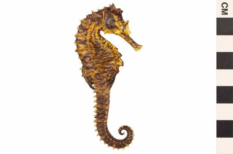 “Lined Seahorse, Atlantic Seahorse,” part of the education and outreach collection at The Smithsonian’s Coralyn W. Whitney Science Education Center.