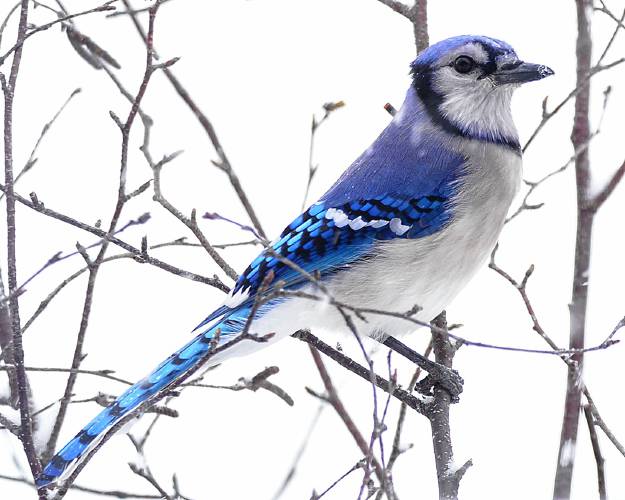 This gorgeous Blue Jay was courteous enough to pause and stare at me while I took its photo. The bird was out in a snowstorm and I was in my kitchen where it was warm, dry and comfortable.