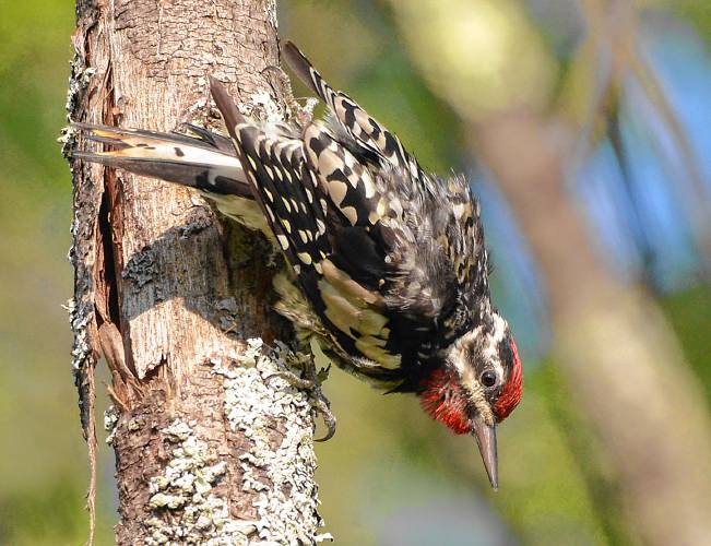 This adult male Yellow-bellied Sapsucker bears the hallmarks of its species. Only the males have red on the chin, but adults of both sexes red on the forehead.