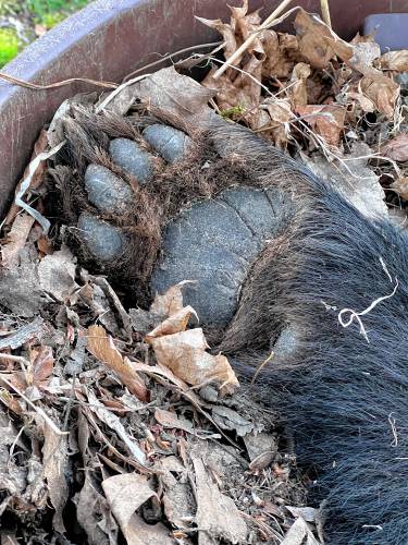 Armand Laramee found this bear paw Tuesday in his Holyoke yard.