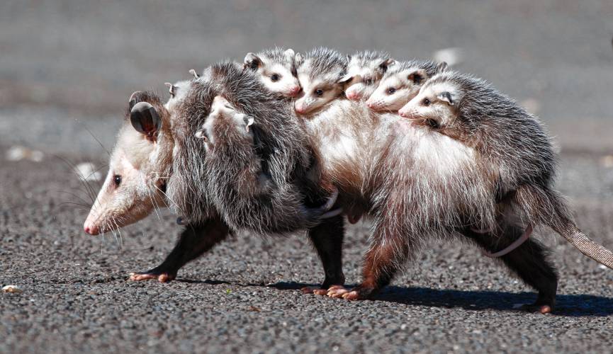 Northampton resident James Lowenthal took this picture of a mother opossum slowly walking through his Crescent Street neighborhood with eight babies clinging to her fur. The image recently earned honorable mention in Mass Audubon’s 2023 photo contest called “Picture This: Your Great Outdoors.”