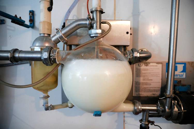 Raw milk produced from cows at O’Brien Farm on Tuesday afternoon in Orange.