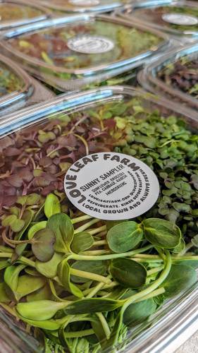 A mix of freshly harvested microgreens grown at Love Leaf Farm in South Hadley.