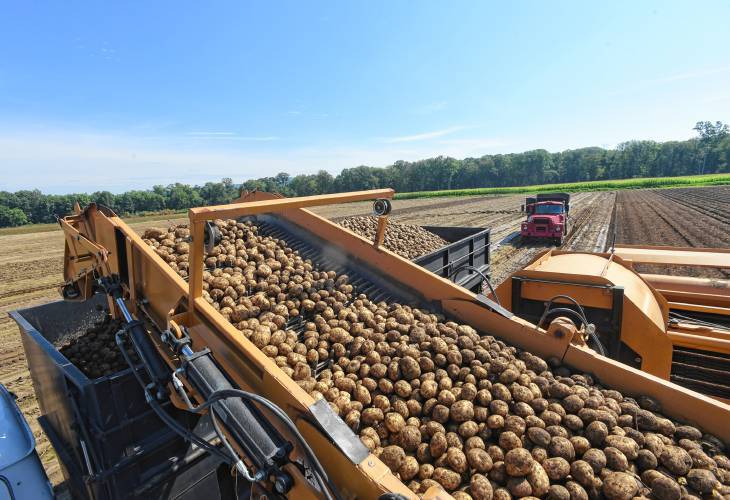 Carl Szawlowski drives the Harvester and fills trucks with potatoes in Hatfield in July 2018.