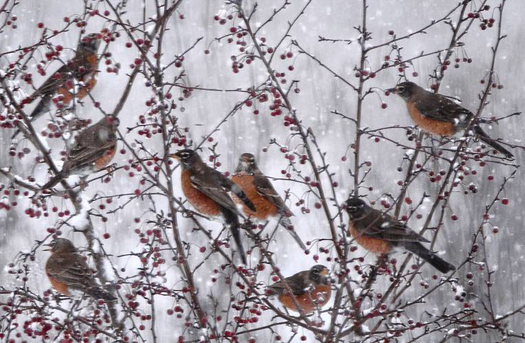 Eight hungry American Robins have landed in a crab apple tree in the hopes of finding some food. These birds were members of a flock of over 100 birds that visited my yard.