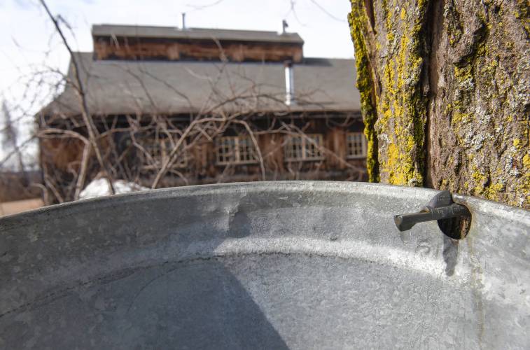 Maple sap drips into a bucket at the Williams Farm Sugar House in Deerfield.