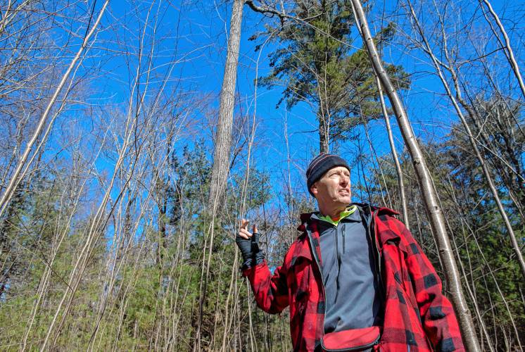 Michael Mauri, a private forestry consultant, assesses healthy tree canopies on a piece of land in Leverett.