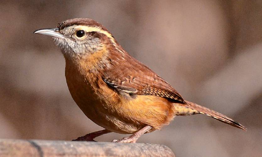 The Carolina Wren is impossible to mistake for any other bird species in our area. The combination of the white eye-stripe and the overall color of cinnamon makes identifying this bird a cinch.