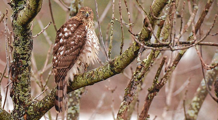 This immature Cooper’s Hawk caused quite a ruckus at my feeders, but the photo has captured my imagination for an entire year.