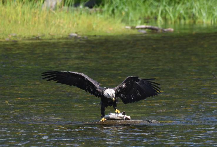 A sub adult bald eagle drags a fish too big to fly with up onto a rock in the Deerfield River in Deerfield. The bald eagle is just one of the hundreds of species that have been saved from extinction under the Endangered Species Act, which celebrated its 50th anniversary on Wednesday.