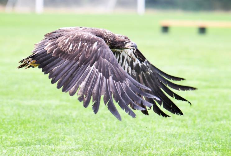An immature bald eagle flies across the playing fields of Deerfield Academy where Tom Ricardi of the Bird of Prey Rehabilitation Center in Conway released it  after nursing a broken wing. The bald eagle is just one of the hundreds of species that have been saved from extinction under the Endangered Species Act, which celebrated its 50th anniversary on Wednesday.