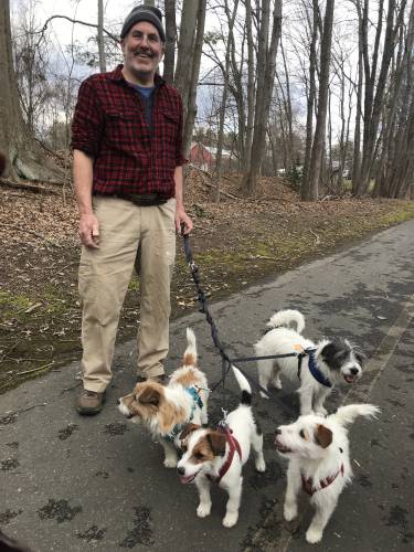   David Brewster frequently walks his four Jack Russell terriers on the rail trail in Northampton. The dogs — Lucia, the mom, pup Elsie, Uncle Nero and pup Ivan   —  are popular attractions among passerby. 