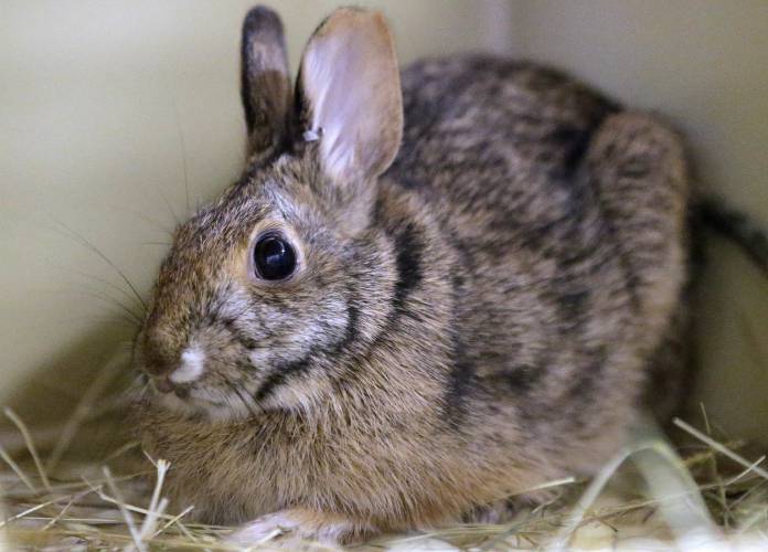 The New England cottontail rabbit is protected on the Endangered Species List in Massachusetts. The Endangered Species Act turned 50 this week. 