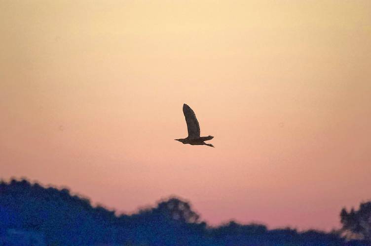 One of two American Bitterns that flew past the author and his teammates at sunset of the 2011 Big Sit, in which they competed from the observation tower at Stage Island Pool on Plum Island.