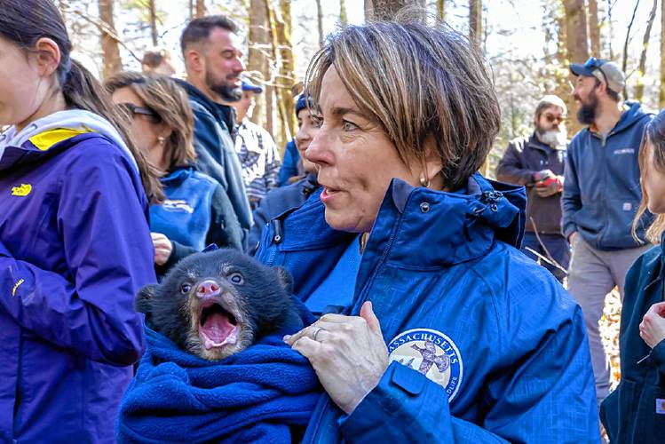 Gov. Maura Healey joined state biologists last Friday to assist with tagging and weighing black bears at a den at the Quabbin Reserevoir in Pelham. Information gathered from the visit is part of ongoing black bear research in Massachusetts.