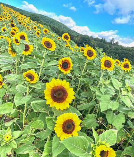 In early August, blooming sunflowers adorn Runnymede Farm and farm stand. “We have been selling to some florists, and people buy them for events,” Lisa Norris says. “We also sell to other local businesses and farm stands. We continue to grow and change the varieties every year.”