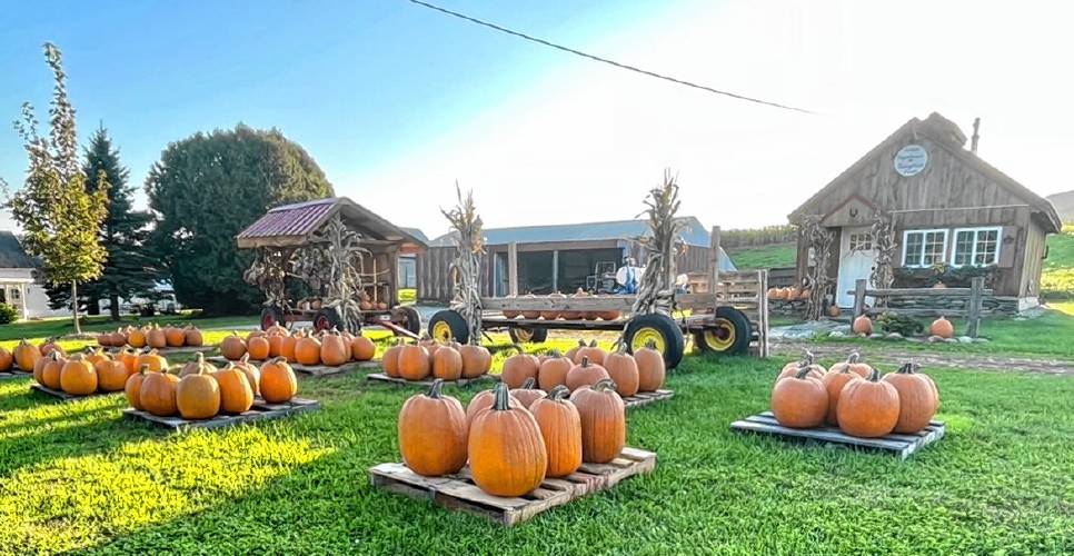 Karl Norris of Runnymede Farm says, “we grow one acre of sunflowers and one acre of pumpkins, all for sale here at the farm.”