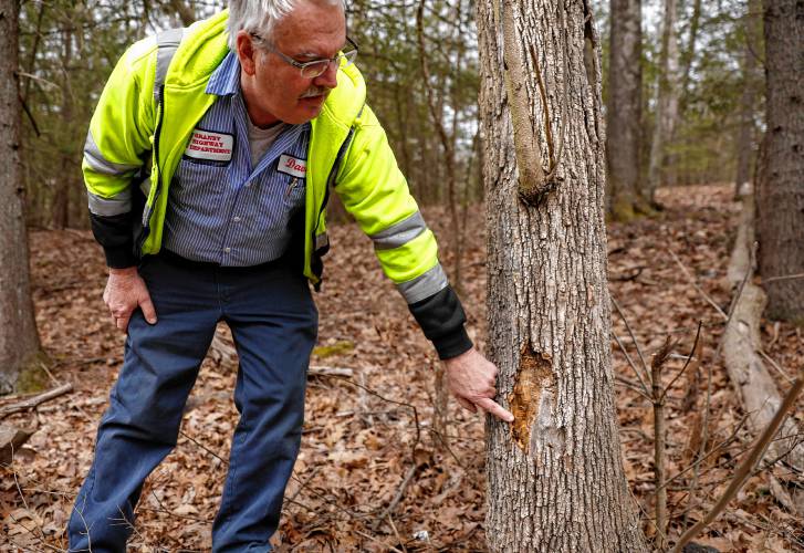 David Desrosiers, Granby’s Department of Public Works director, highway superintendent and tree warden, shows an example of an ash tree damaged by the emerald ash borer beetle. 