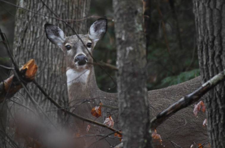 Deer-vehicle collisions have skyrocketed in Massachusetts, including Hampshire County, over the past decade, and local body shop technicians said they are bracing for an increase in incidents as autumn progresses.