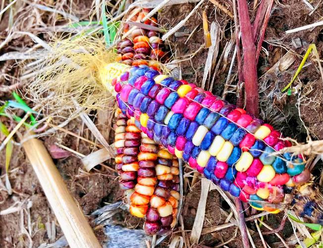 Ears of glass gem corn (aka Zea mays), colorful ears of corn that are bred and grown to be used for decoration, popcorn, and grinding into cornmeal and cornflour.