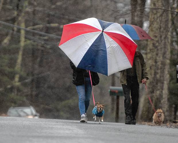 Kim Berard works to keep her dog Bella dry during a walk with Ed Berard and Muffin during the rain in Westhampton Thursday morning. More rain is in the forecast for this weekend. 