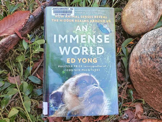 In “An Immense World,” journalist Ed Yong discusses umwelt, or the bubble of the world that an animal can perceive through their own senses.