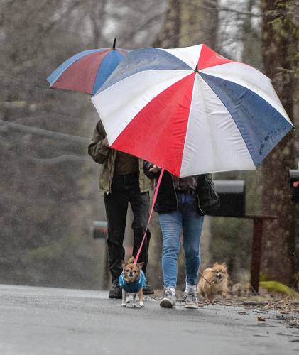 Kim Berard works to keep her dog Bella dry during a walk with Ed Berard and Muffin during the rain in Westhampton Thursday morning. 