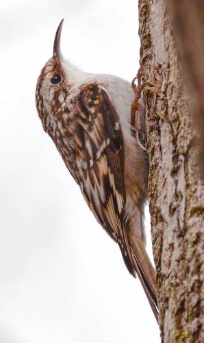 This profile of a Brown Creeper tells the story of this species. The color and pattern of the feathers allow it to blend in with the bark of a tree almost perfectly. Also note the exaggerated size of the claws on the bird's feet, which allow it to skitter up the trunks of trees with ease.