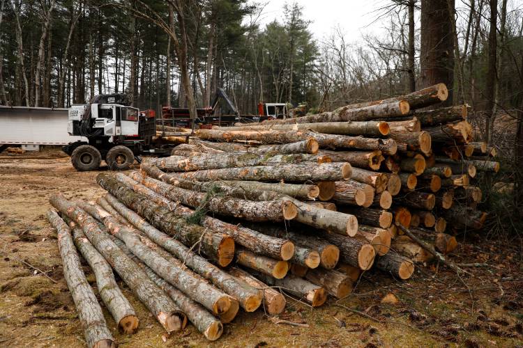 Logging crews work on a section of Dufresne Park on a March afternoon  in Granby.