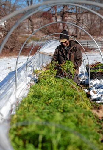 “The best carrots you'll ever eat are picked in January or February,” says Erik Debbink, owner of Lombrico Farm in Whately.