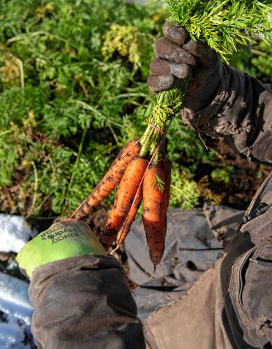 Erik Debbink harvests carrots at Lombrico Farm in Whately.