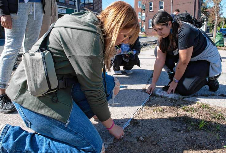 Hailey Prive and Veronica Kozak, students at Holyoke Community College, measure the length of the pit a tree is planted in on Lyman Street in Holyoke. The students are participating in a long-term data collection project with Smith College students on tree health and urban settings.