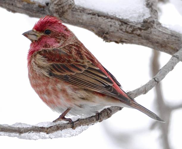 A male Purple Finch seems to have been dipped in cranberry juice.  Note the fact that almost every feather has at least a hint of rose-purple on it.