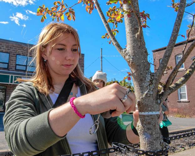 Hailey Privea, a student at Holyoke Community College, measures the diameter of a tree planted in a pit on Lyman Street in Holyoke. 