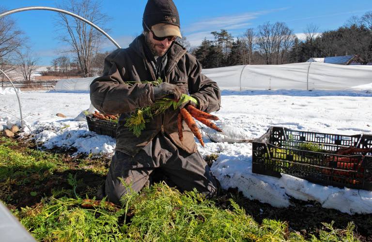 Erik Debbink harvests carrots at Lombrico Farm in Whately.