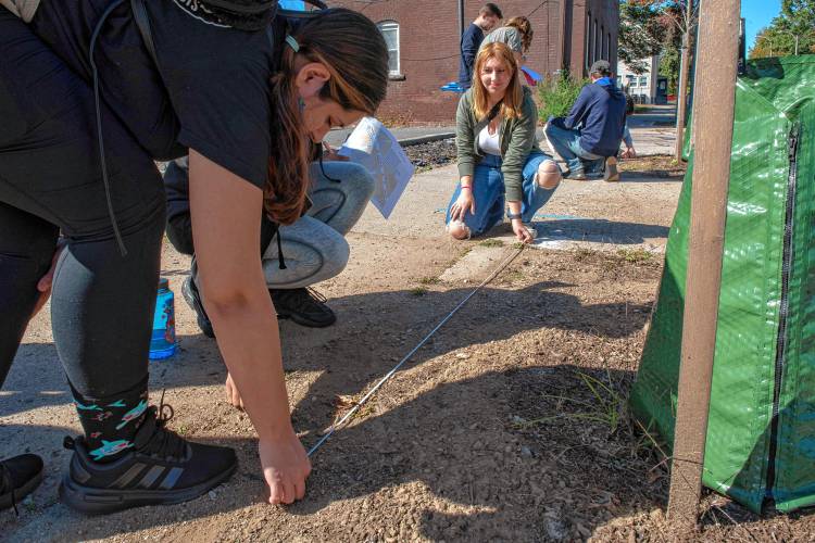 Holyoke Community College students Veronica Kozak and Hailey Privea  measure the length of the pit a tree is planted in on Lyman Street in Holyoke. Students from both HCC and Smith College are participating in a long-term data collection project  on tree health and urban settings.